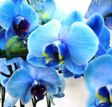 Orquídea Azul é a novidade das floriculturas