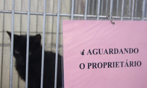 Um sábado de festa para a adoção de cães e gatos