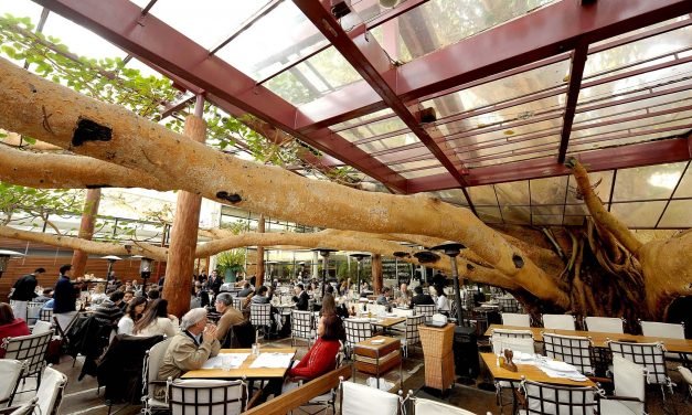 Restaurantes que nasceram ao redor de árvores